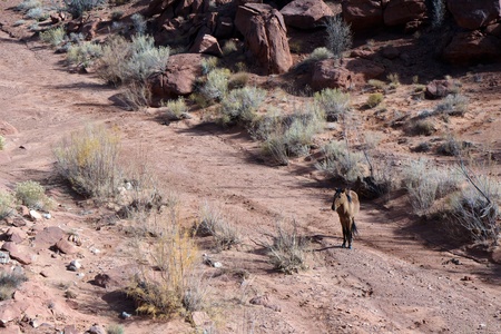 Wild horse in Monument Valley Utah USAの写真素材