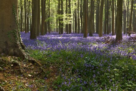 Bluebells in Wepham Woodsの写真素材