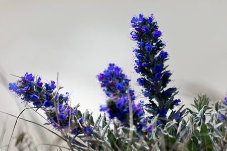 Viper's Bugloss (echium vulgare) growing on the cliff edge near Beachy Headの写真素材