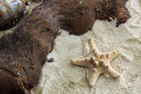 Thorney Starfishの写真素材