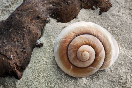 Giant Brown Snail shellの写真素材