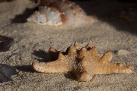 Thorney Starfish