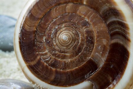 Cone shaped seashell