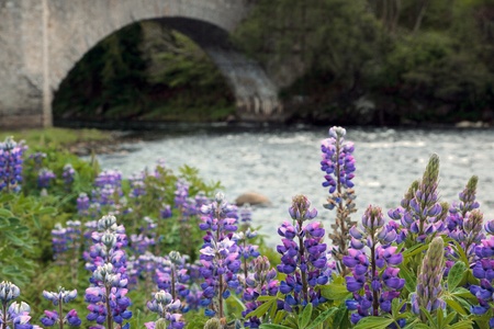 Wild Lupins (lupinus perennis)の写真素材