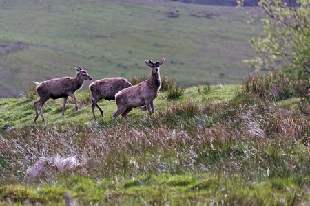 Red Deer (cervus elaphus)の写真素材