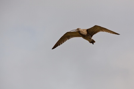 Eurasian Curlew (numenius arquata)の写真素材