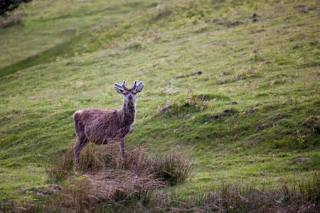Red Deer (cervus elaphus)の写真素材