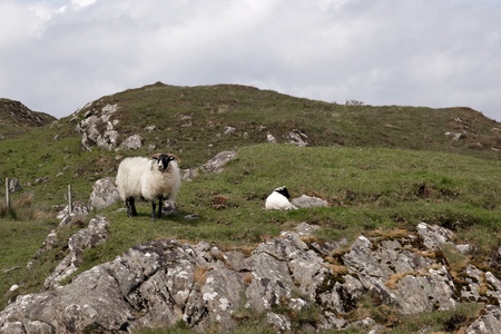 Scottish Blackface Sheep with lambの写真素材