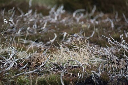 Female Red Grouse (lagopus lagopus scotica)の写真素材