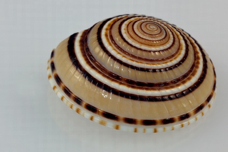 Small Sundial seashell
