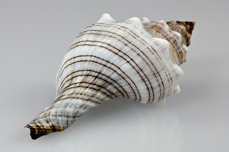 Baby Red Foxhead seashell