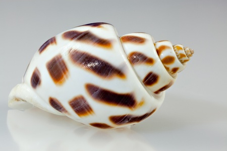 Medium Brown Babalonia seashellの写真素材