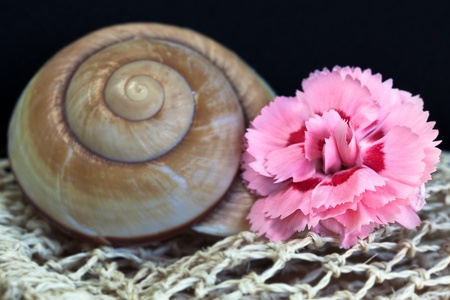 Pink Carnation and Brown Snail shellの写真素材