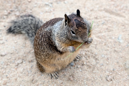 California Ground Squirrel (Otospermophilus beecheyi)の写真素材