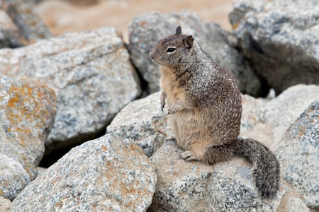 California Ground Squirrel (Otospermophilus beecheyi)の写真素材
