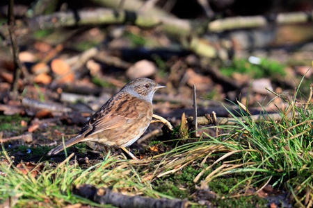 Hedge Accentor on the canopy floorの写真素材