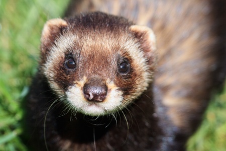 Close-up shot of an European Polecat (mustela putorius)