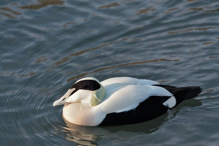 European Eider Duck somateria mollissima mollissimaの写真素材