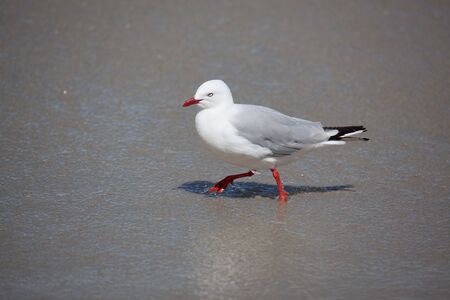 Red-billed Gull (Chroicocephalus scopulinus)の写真素材