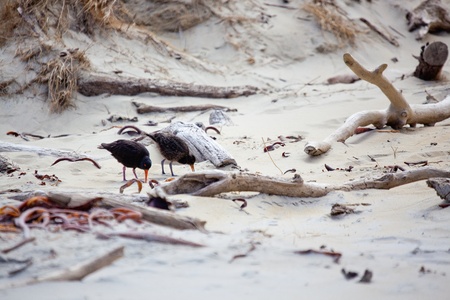 Variable Oystercatcher (Haematopus unicolor)の写真素材