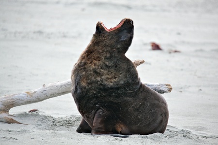 New Zealand Sea Lion (Phocarctos hookeri)の写真素材