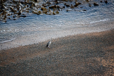 Yellow-eyed penguin (Megadyptes antipodes)の写真素材