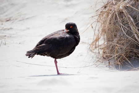 Variable Oystercatcher (Haematopus unicolor)