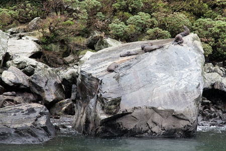 New Zealand fur seal  Arctocephalus forsteri の写真素材