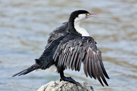 Pied Cormorant  Phalacrocorax varius の写真素材