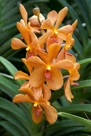 Orchidの写真素材