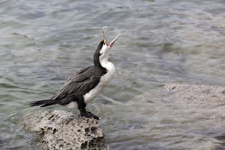 Pied Cormorant (Phalacrocorax varius)の写真素材