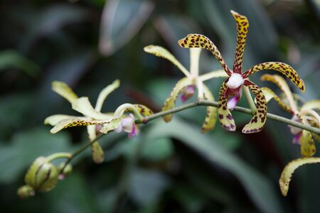 Orchidの写真素材