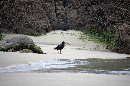 Variable Oystercatcher  Haematopus unicolor の写真素材