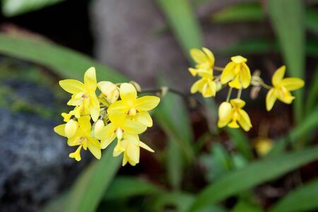 Spathoglottis Philippe 'Mathilde' (Spathoglottis vanoverberghii x Spathoglottis Lion of Singapore)の写真素材