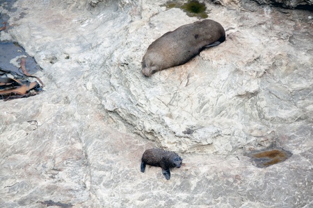 New Zealand fur seal (Arctocephalus forsteri) and babyの写真素材