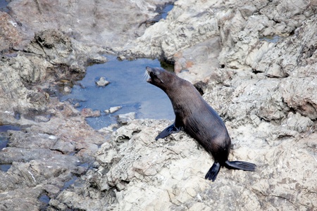 New Zealand fur seal (Arctocephalus forsteriの写真素材