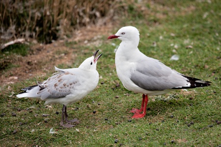 Red-billed Gull (Chroicocephalus scopulinus)の写真素材