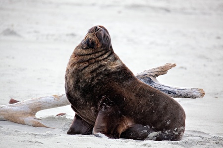New Zealand Sea Lion (Phocarctos hookeri)の写真素材