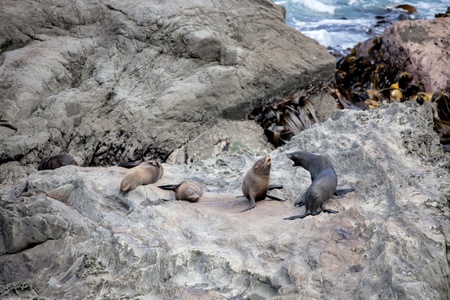 New Zealand fur seal (Arctocephalus forsteri)の写真素材