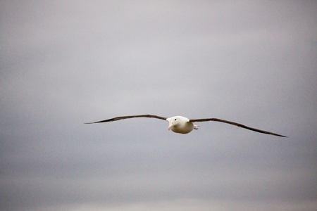 Northern Royal Albatross (Diomedea sanfordi)の写真素材