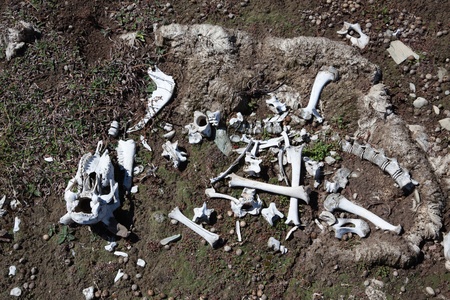 Sheep remainsの写真素材