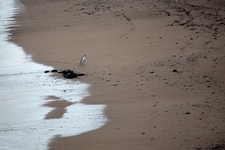Yellow-eyed penguin (Megadyptes antipodes)の写真素材