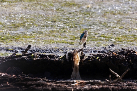 Sacred Kingfisher (Todiramphus sanctus)の写真素材