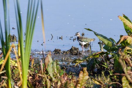 Lapwing walking along the shore of Weir Wood Reservoir