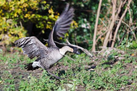 Hawaiian Goose branta sandvicensisの写真素材