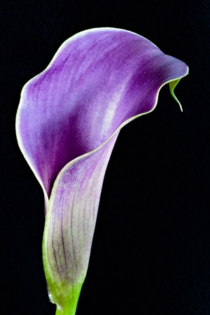 Purple Calla Lillyの写真素材