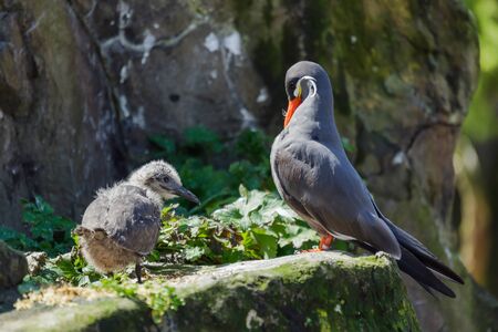 Inca Tern (Larosterna inca) and chickの写真素材