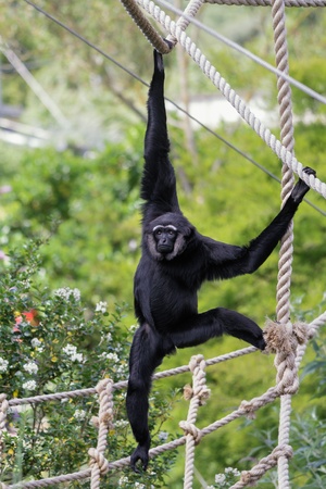 Agile gibbon (hylobates agilis)の写真素材