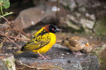 Black-headed Weaver (Ploceus cucullatus)の写真素材
