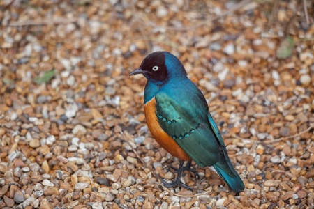 Superb Spreo Starling (Lamprotornis superbus)の写真素材